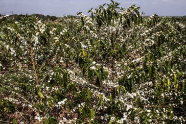 Brezilya 'nın Sao Paulo eyaletinde, Vera Cruz' da seçici odaklı beyaz renkli çiçeklerle birlikte kahve ağacı çiçek açar.
