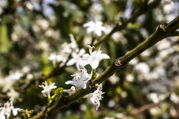 Kaffeebaumblüte Mit Weißen Blüten Mit Selektivem Fokus Vera Cruz Sao — Stockfoto