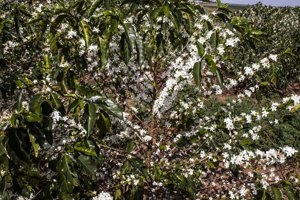 Coffee tree blossom with white color flowers with selective focus in Vera Cruz, Sao Paulo state, Brazil
