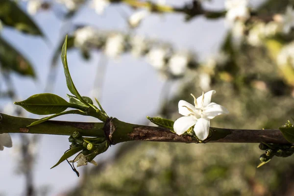 Kaffeebaumblüte Mit Weißen Blüten Mit Selektivem Fokus Vera Cruz Sao — Stockfoto