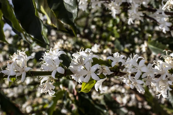 Kaffeebaumblüte Mit Weißen Blüten Mit Selektivem Fokus Vera Cruz Sao — Stockfoto