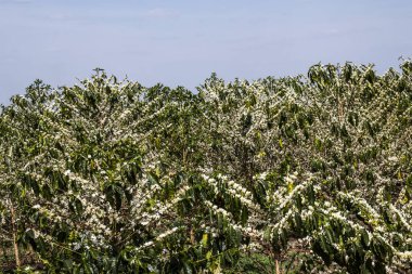 Brezilya 'nın Sao Paulo eyaletinde, Vera Cruz' da seçici odaklı beyaz renkli çiçeklerle birlikte kahve ağacı çiçek açar.