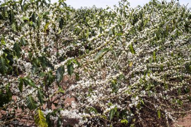 Brezilya 'nın Sao Paulo eyaletinde, Vera Cruz' da seçici odaklı beyaz renkli çiçeklerle birlikte kahve ağacı çiçek açar.