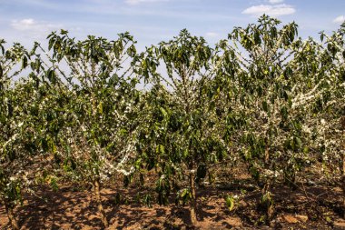 Brezilya 'nın Sao Paulo eyaletinde, Vera Cruz' da seçici odaklı beyaz renkli çiçeklerle birlikte kahve ağacı çiçek açar.