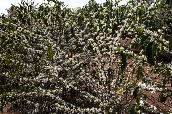 Kaffeebaumblüte Mit Weißen Blüten Mit Selektivem Fokus Vera Cruz Sao — Stockfoto