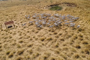 aerial view of herd nelore cattel on dry pasture in Brazil clipart