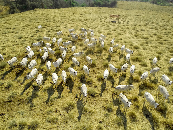aerial view of herd nelore cattel on dry pasture in Brazil