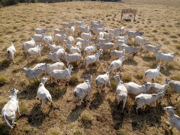 aerial view of herd nelore cattel on dry pasture in Brazil