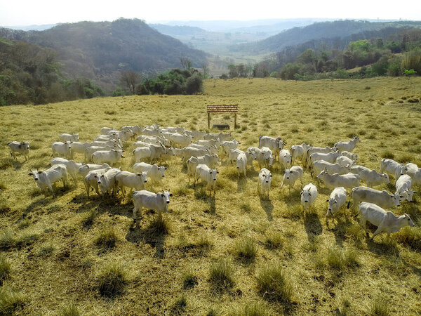 aerial view of herd nelore cattel on dry pasture in Brazil