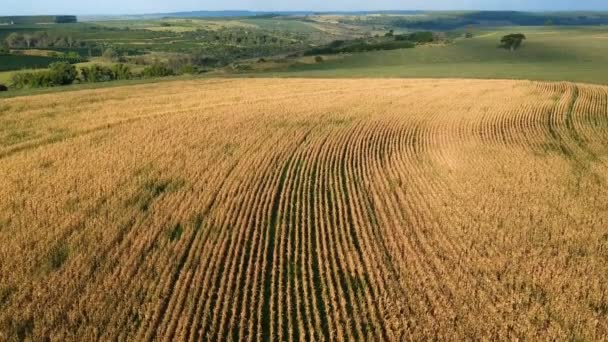 Вид Кукурузной Плантации Бразилии Воздуха — стоковое видео