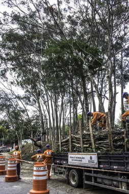 Sao Paulo, SP, Brezilya, 11 Ekim 2017. Belediye çalışanları, Sao Paulo 'nun güneyindeki Vila Mariana mahallesindeki Manuel Vaz de Toledo Meydanı' nda ağaç kesme işlemini üstlendiler.