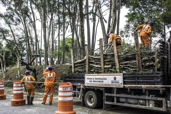 Sao Paulo Brasil Octubre 2017 Trabajadores Municipales Toman Poda Tala —  Fotos de Stock