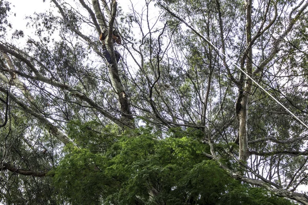 Sao Paulo Brazilië Oktober 2017 Gemeente Werknemers Nemen Het Snoeien — Stockfoto