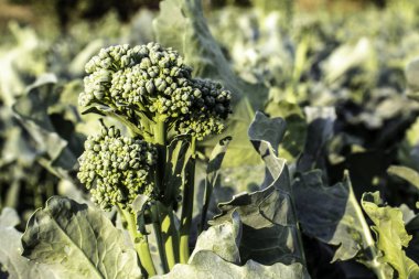 Brezilya 'da seçici odaklı Brokoli bitkisi