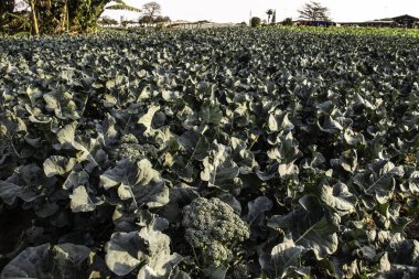 Brezilya 'da seçici odaklı Brokoli bitkisi