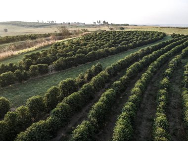 Brezilya 'daki yeşil kahve tarlasının havadan görünüşü