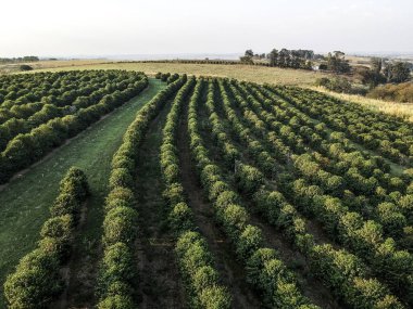 Brezilya 'daki yeşil kahve tarlasının havadan görünüşü