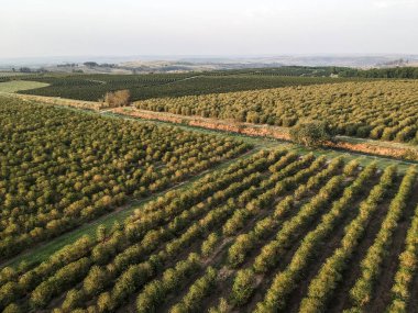 Brezilya 'daki yeşil kahve tarlasının havadan görünüşü