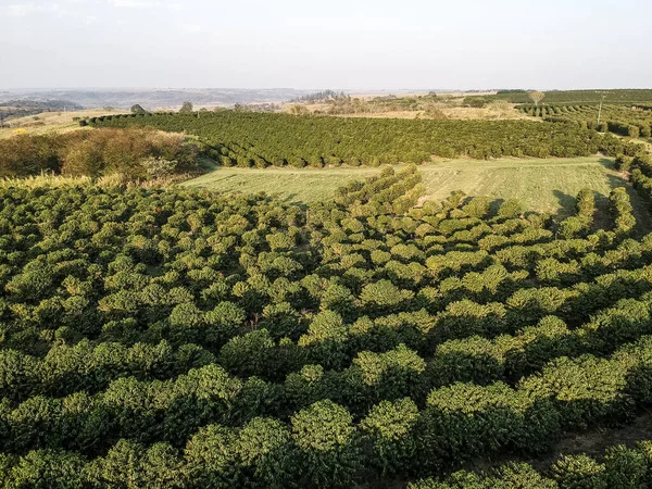 ブラジルの緑のコーヒー畑の空中ビュー — ストック写真