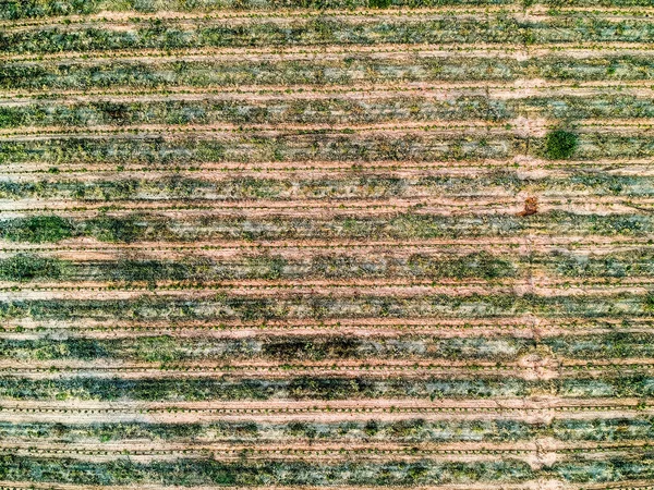 点滴システムで灌漑されているコーヒー苗の空中ビュー — ストック写真