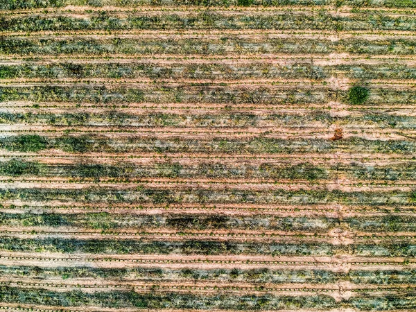 Vista Aérea Das Mudas Café Irrigadas Sistema Gotejamento — Fotografia de Stock