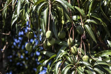 Brezilya 'da yeşil mango meyveleri olgunlaşıyor