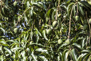 Brezilya 'da yeşil mango meyveleri olgunlaşıyor