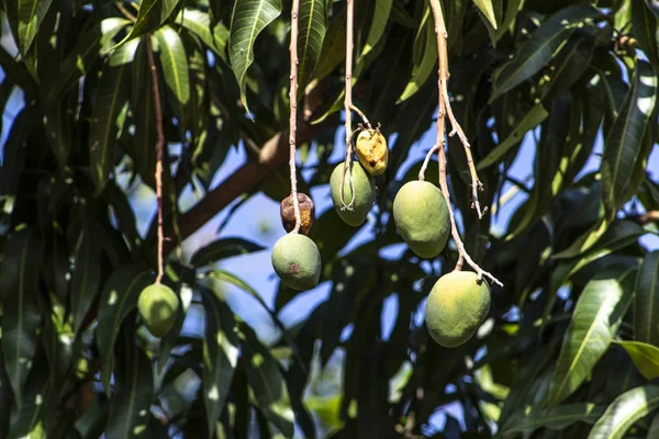 Frutas Manga Verde Estão Amadurecendo Brasil — Fotografia de Stock