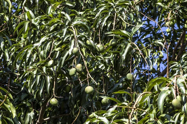 Brezilya 'da yeşil mango meyveleri olgunlaşıyor