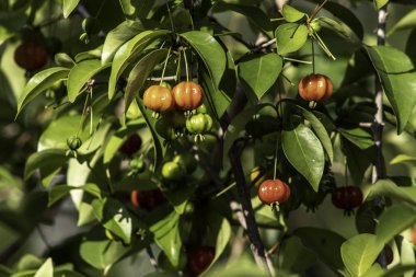Brezilya 'da meyveli pitanga ağacı (Eugenia uniflora) detayları