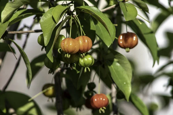 Detail Van Pitanga Boom Eugenia Uniflora Met Vruchten Brazilië — Stockfoto