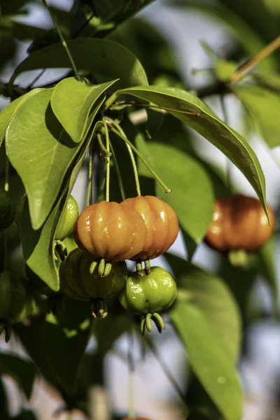 Detalhe Pitanga Eugenia Uniflora Com Frutos Brasil — Fotografia de Stock