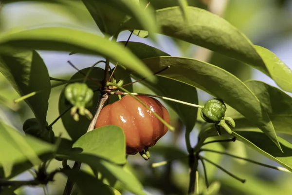 Detalhe Pitanga Eugenia Uniflora Com Frutos Brasil — Fotografia de Stock