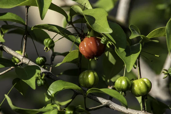 Detalhe Pitanga Eugenia Uniflora Com Frutos Brasil — Fotografia de Stock