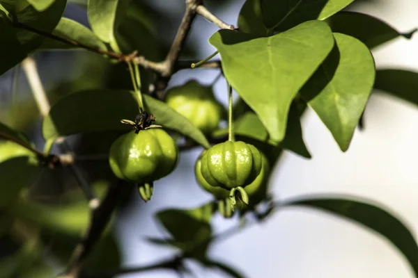 Detalhe Pitanga Eugenia Uniflora Com Frutos Brasil — Fotografia de Stock