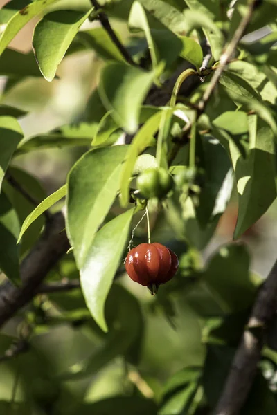 Detalhe Pitanga Eugenia Uniflora Com Frutos Brasil — Fotografia de Stock