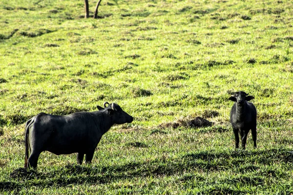 Buffalo Eating Grass Field Brazil — Stock Photo, Image