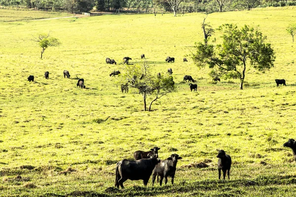 Буйволы Едят Траву Поле Бразилии — стоковое фото
