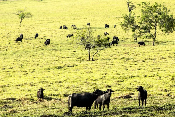Buffalo Eating Grass Field Brazil — Stock Photo, Image