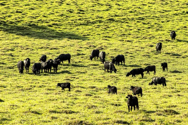 Büffel Frisst Gras Auf Feld Brasilien — Stockfoto