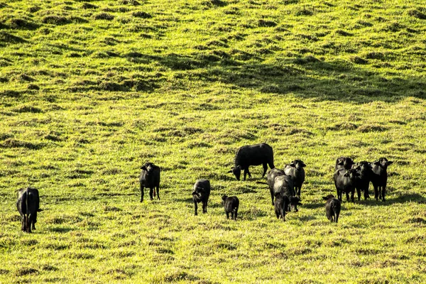 Büffel Frisst Gras Auf Feld Brasilien — Stockfoto