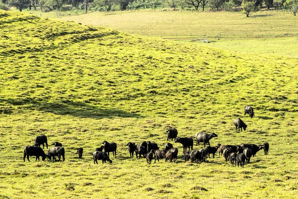 巴西的水牛在田里吃草 — 图库照片