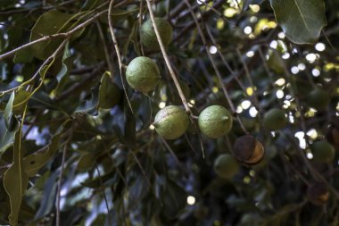 Hiç bitmeyen yeşil ağaçtaki Macadamia fındıkları, Brezilya 'daki Macadamia çiftliği.