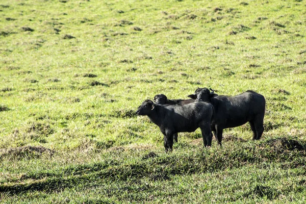 Buffalo Eating Grass Field Brazil — Stock Photo, Image