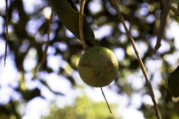 Hiç Bitmeyen Yeşil Ağaçtaki Macadamia Fındıkları Brezilya Daki Macadamia Çiftliği — Stok fotoğraf