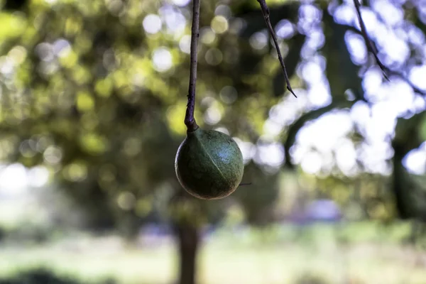 Hiç Bitmeyen Yeşil Ağaçtaki Macadamia Fındıkları Brezilya Daki Macadamia Çiftliği — Stok fotoğraf