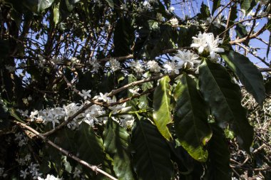 Brezilya 'nın Sao Paulo eyaletinde, Vera Cruz' da seçici odaklı beyaz renkli çiçeklerle birlikte kahve ağacı çiçek açar.