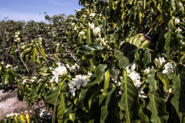 Brezilya 'nın Sao Paulo eyaletinde, Vera Cruz' da seçici odaklı beyaz renkli çiçeklerle birlikte kahve ağacı çiçek açar.