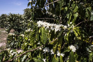 Brezilya 'nın Sao Paulo eyaletinde, Vera Cruz' da seçici odaklı beyaz renkli çiçeklerle birlikte kahve ağacı çiçek açar.
