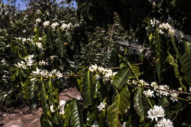 Kahve ağacı Brezilya 'da beyaz renkli çiçeklerle çiçek açar.